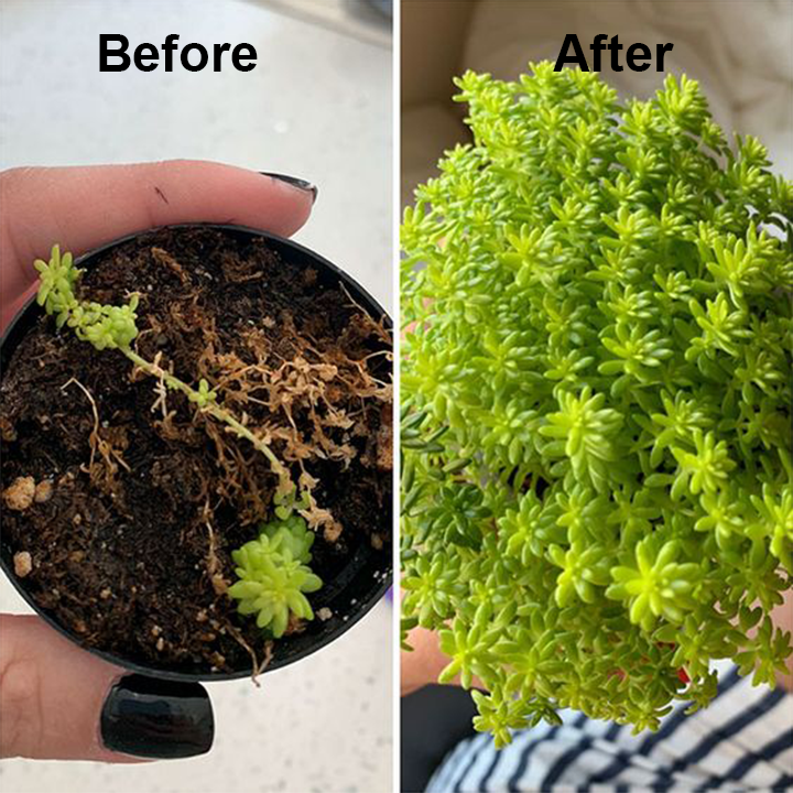 GreenBloom™ Naturalny pokarm dla roślin